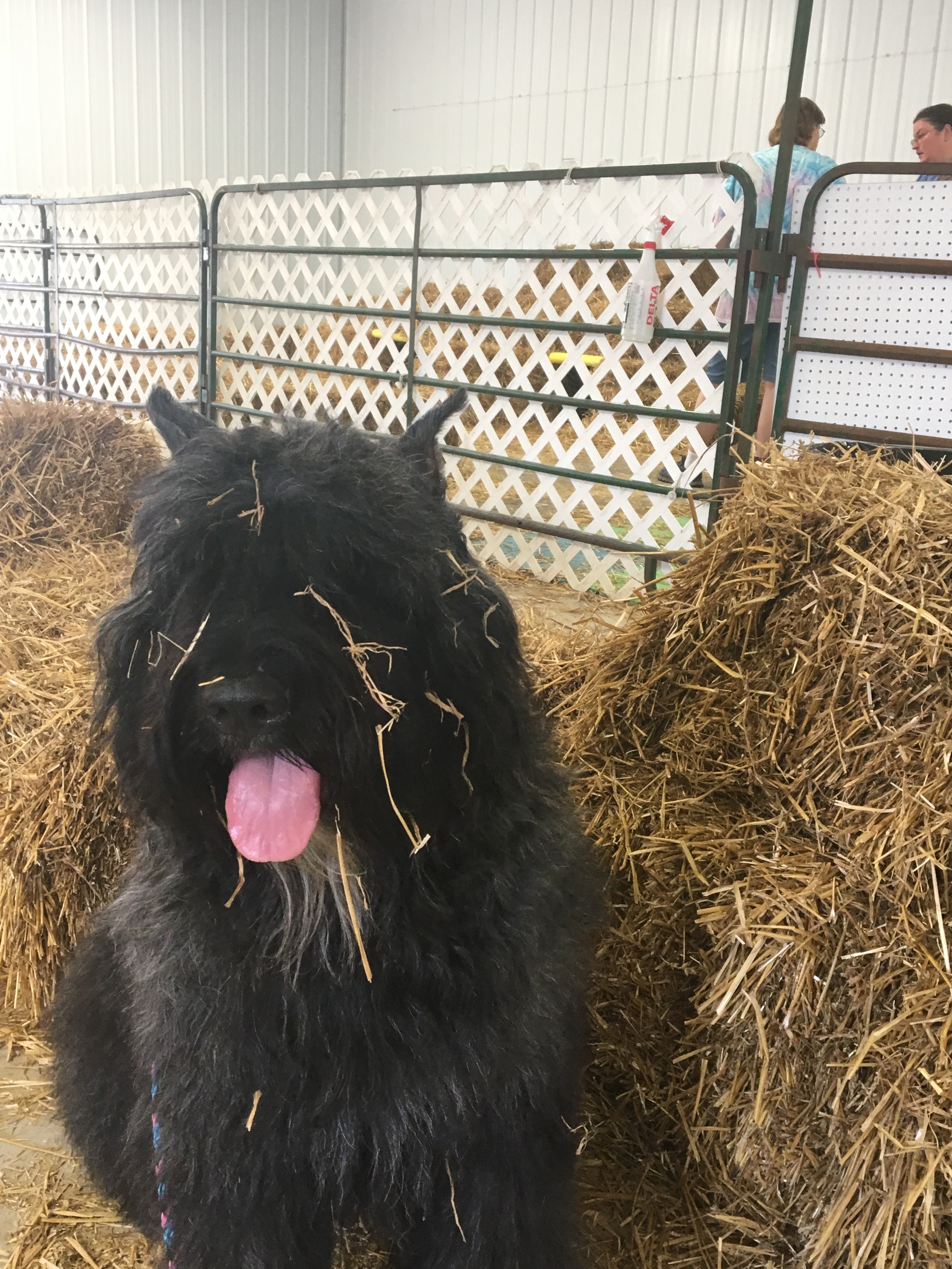 Bouvier Des Flandres By Joy A Len Kennels